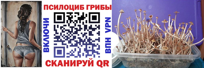 купить  цена  Павловская  Псилоцибиновые грибы прущие грибы 